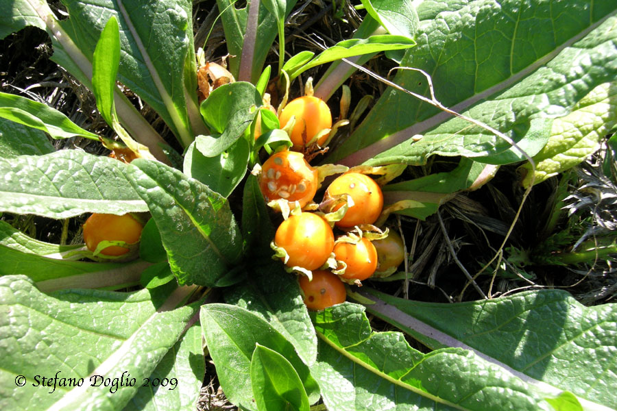 I frutti della Mandragora ...
